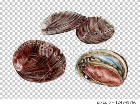 トコブシの手描き水彩画 124949766