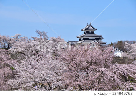 春　桜　白河小峰城 124949768