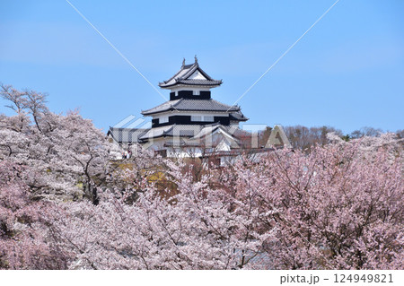 春　桜　白河小峰城 124949821