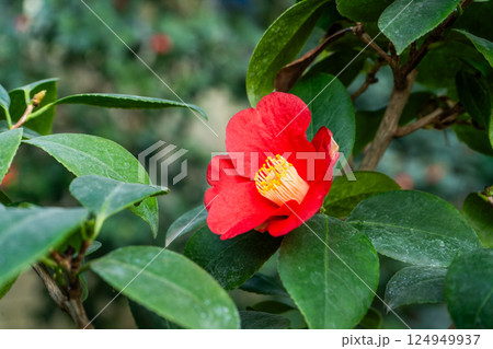 Camellia Red Flower with Yellow Stamens Camellia Red Flower with Yellow Stamens 124949937