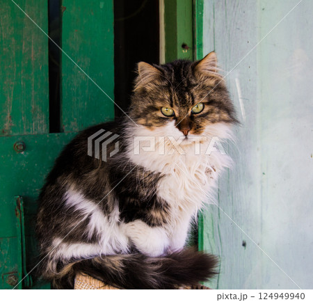 Cat animal portrait 124949940