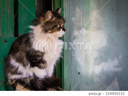 Cat animal portrait Cat animal portrait 124950152