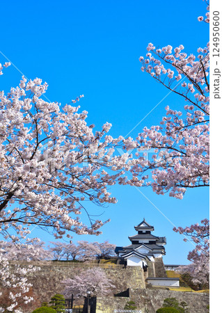 春　桜　白河小峰城 124950600