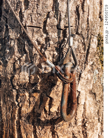 Macro view tree with metal. Analog feeling. Macro view tree with metal. Analog feeling. 124950719