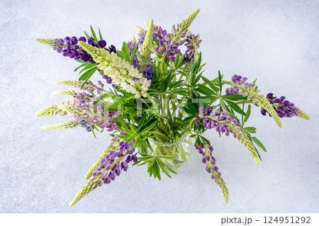 Lupine flowers. Purple and pink bud. Lupine flowers. Purple and pink bud. 124951292
