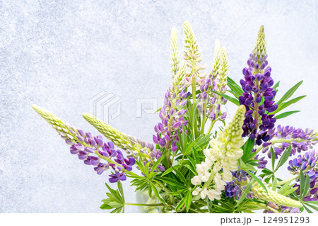 Lupine flowers. Purple and pink bud. 124951293