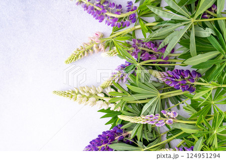 Lupine flowers. Purple and pink bud. 124951294
