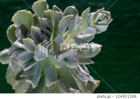 Echeveria blue swan flower. Succulent plant. Flower bud 124951306