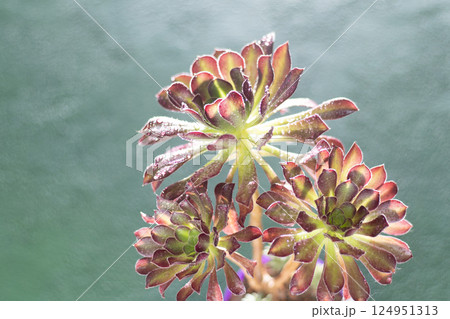 Flower Aeonium Schwarzkopf succulent. Leaves plant. Flower Aeonium Schwarzkopf succulent. Leaves plant. 124951313