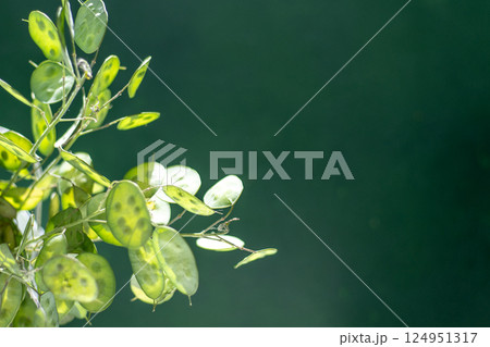 Green leafy background. Lunaria leaves. Dried flower plant. Green leafy background. Lunaria leaves. Dried flower plant. 124951317