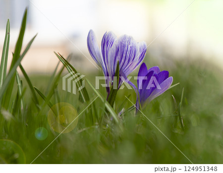 Crocuses light purple flowers sway in the wind. Crocus bud, the core of the flower is used in cooking. Saffron. Green grass in the spring field. Crocuses light purple flowers sway in the wind. Crocus bud, the core of the flower is used in cooking. Saffron. Green grass in the spring field. 124951348