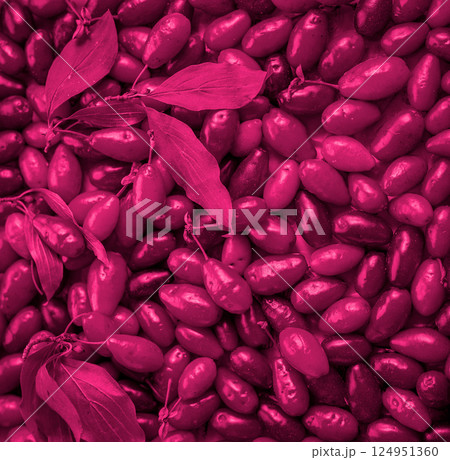 Dogwood berries background in Viva Magenta. Red color top view Dogwood berries background in Viva Magenta. Red color top view 124951360
