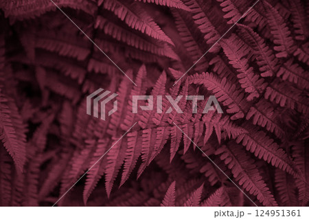 Foliage background in Viva Magenta. Red leaf top view 124951361