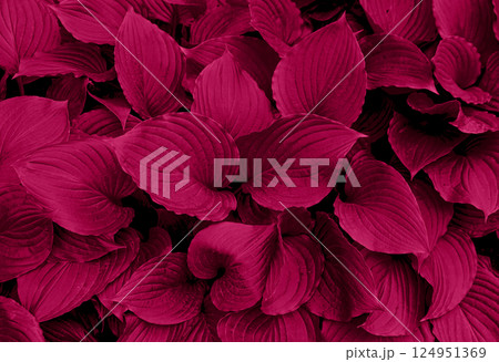 Foliage background in Viva Magenta. Red leaf top view 124951369