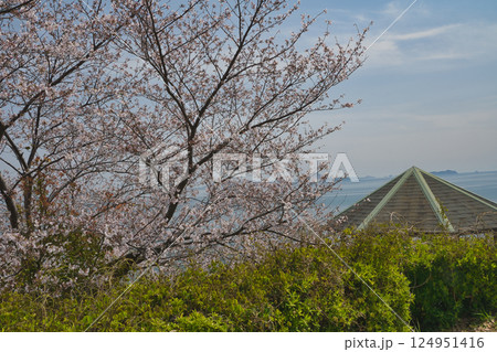 瀬戸内に春を告げるソメイヨシノ桜 124951416