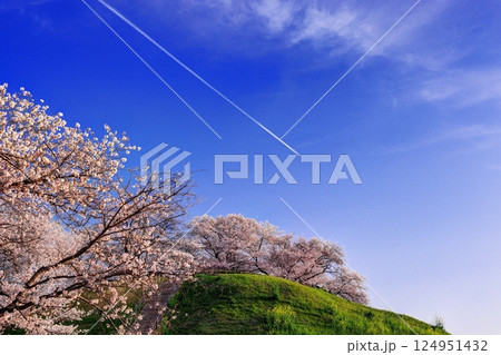 さきたま古墳公園の桜 124951432