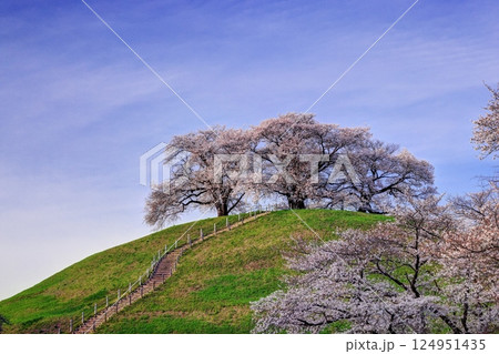 さきたま古墳公園の桜 124951435
