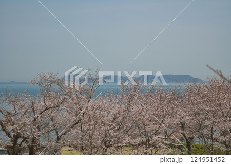 瀬戸内に春を告げるソメイヨシノ桜 瀬戸内に春を告げるソメイヨシノ桜 124951452