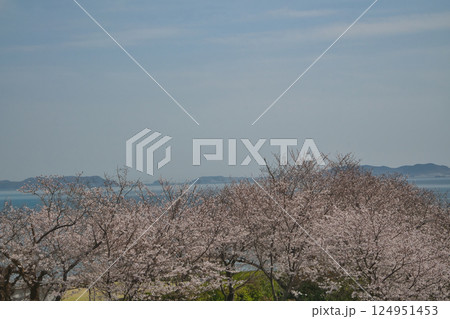 瀬戸内に春を告げるソメイヨシノ桜 瀬戸内に春を告げるソメイヨシノ桜 124951453