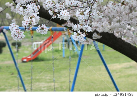 桜の咲く公園と遊具 桜の咲く公園と遊具 124951459