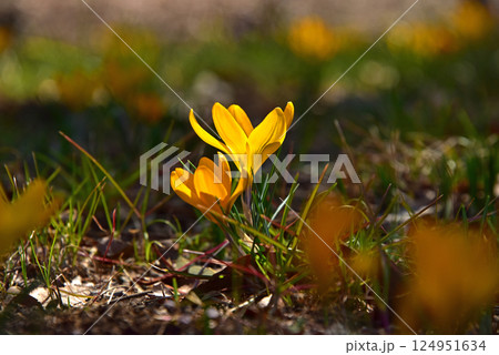 春の花 クロッカス 春の花 クロッカス 124951634