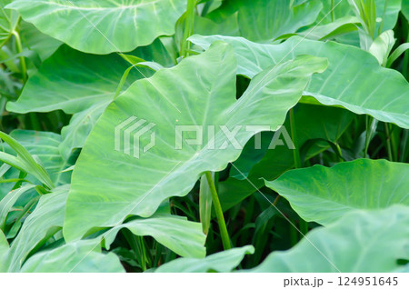 Colocasia esculenta or araceae, Coco Yam or  Dasheen or  Eddoe or Elephant Ear Plant or Taro 124951645