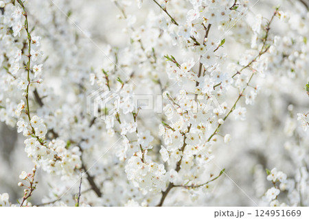 White cherry blossoms in full bloom on a branch with soft sunlight and blurred background creating a gentle spring atmosphere 124951669