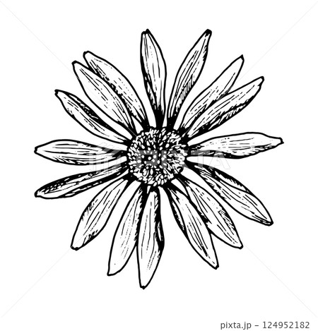 Hand drawn vector illustration of a wildflower with long narrow petals and a detailed center. Stylized image resembles chamomile, echinacea, rudbeckia, gaillardia or cosmos flower. 124952182