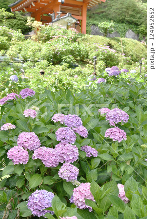 三室戸寺 あじさい園の紫陽花(京都府宇治市) 三室戸寺 あじさい園の紫陽花(京都府宇治市) 124952652