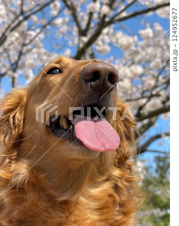 桜の木の下で遊ぶダックスフンド 124952677
