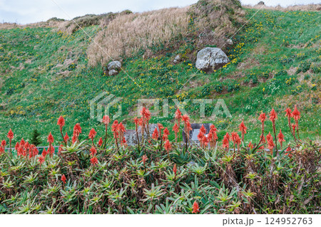 伊豆の爪木崎公園の美しいアロエの花 124952763