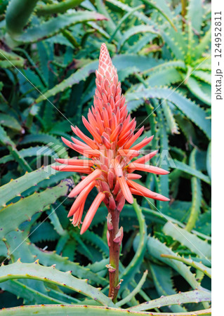伊豆のアロエの花のつぼみの光景 124952811
