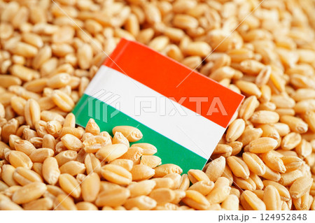 Hungary flag on grain wheat, trade export and economy. Hungary flag on grain wheat, trade export and economy. 124952848