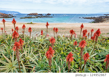 伊豆海を背景にしたアロエの花の光景 伊豆海を背景にしたアロエの花の光景 124952867