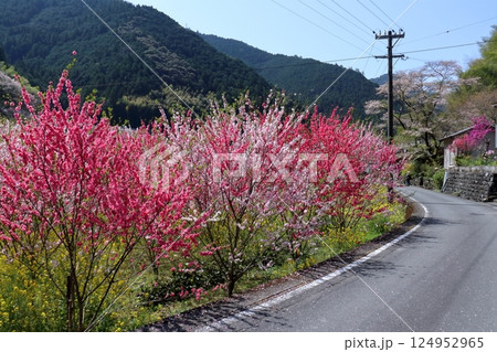 花盛りの久喜を歩く (高知県 仁淀川町) 花盛りの久喜を歩く (高知県 仁淀川町) 124952965