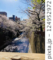 川沿いの桜並木 124952972