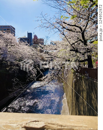 川沿いの桜並木 124952972