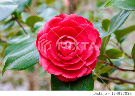 ガーデンの赤く美しいアンザック椿の花 ガーデンの赤く美しいアンザック椿の花 124953059