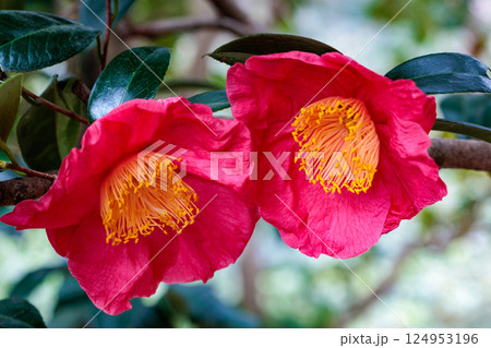 ガーデンの赤く美しい紅妙蓮寺椿の花 124953196
