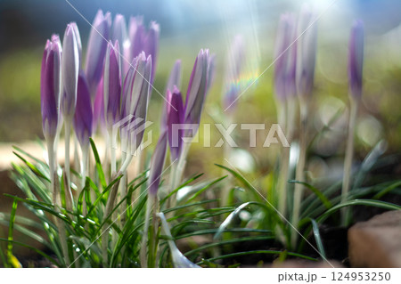 Purple Crocus Flowers Blooming in Spring Sunshine 124953250