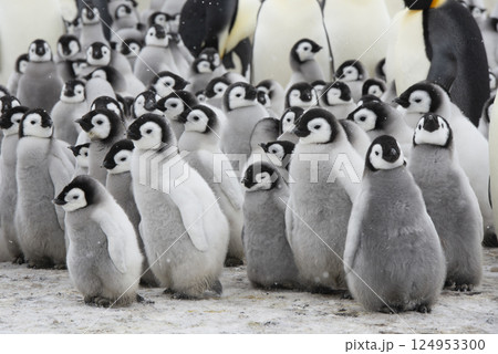 Emperor Penguin chicks, grouped together looking in different directions. Snow Hill Emperor Penguin Colony, Antarctica 124953300