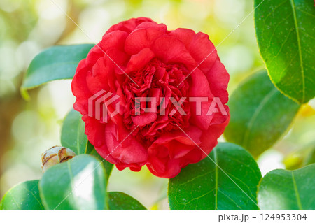ガーデンの赤く美しいカーネーション椿の花 124953304