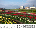 チューリップフェア 124953352