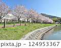 満開のソメイヨシノと高御位山 124953367