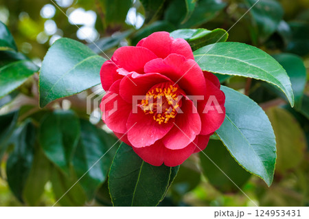 ガーデンの赤く美しい緋縮緬椿の花 124953431