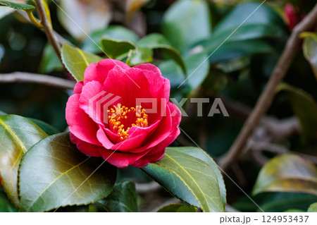 ガーデンの赤く美しい緋縮緬椿の花 ガーデンの赤く美しい緋縮緬椿の花 124953437