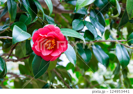 ガーデンの赤く美しい緋縮緬椿の花 124953441