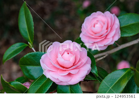ガーデンの清楚な姫椿の花のクローズアップ 124953561