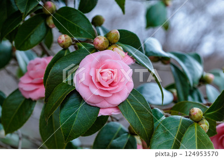 ガーデンの清楚な姫椿の花のクローズアップ 124953570