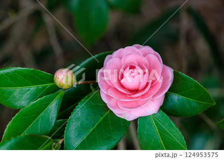 ガーデンの清楚な姫椿の花のクローズアップ 124953575